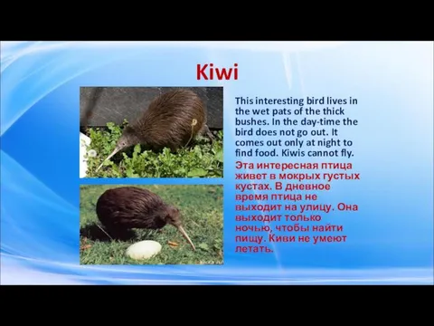 Kiwi This interesting bird lives in the wet pats of the