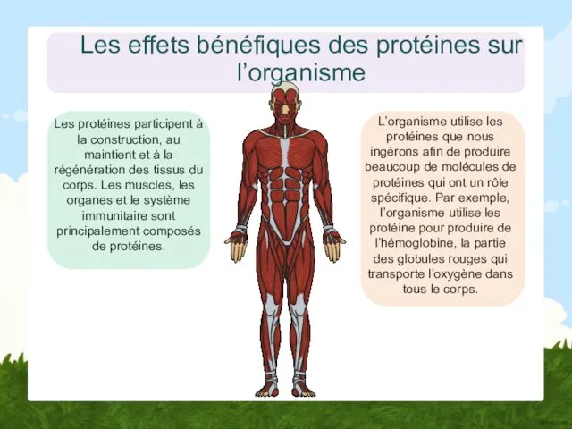 Les effets bénéfiques des protéines sur l’organisme Les protéines participent à