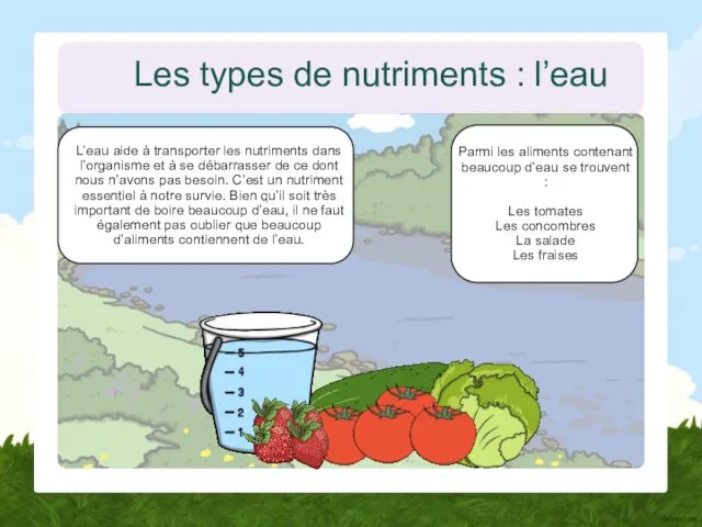 Les types de nutriments : l’eau L’eau aide à transporter les