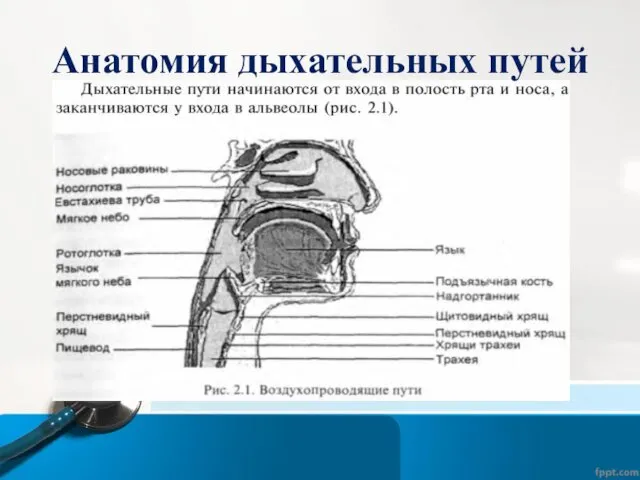 Анатомия дыхательных путей