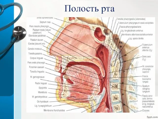 Полость рта