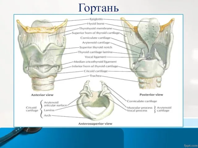 Гортань