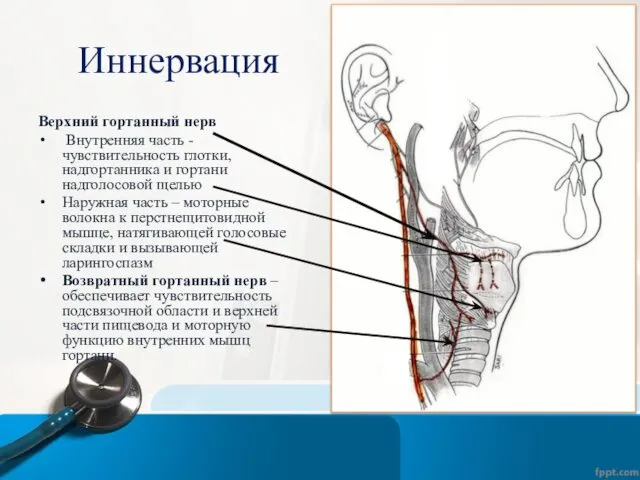 Иннервация Верхний гортанный нерв Внутренняя часть - чувствительность глотки, надгортанника и