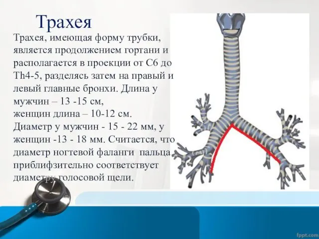 Трахея Трахея, имеющая форму трубки, является продолжением гортани и располагается в