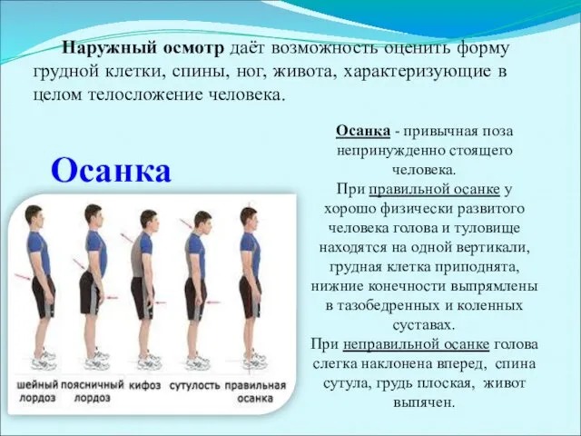 Осанка Осанка - привычная поза непринужденно стоящего человека. При правильной осанке