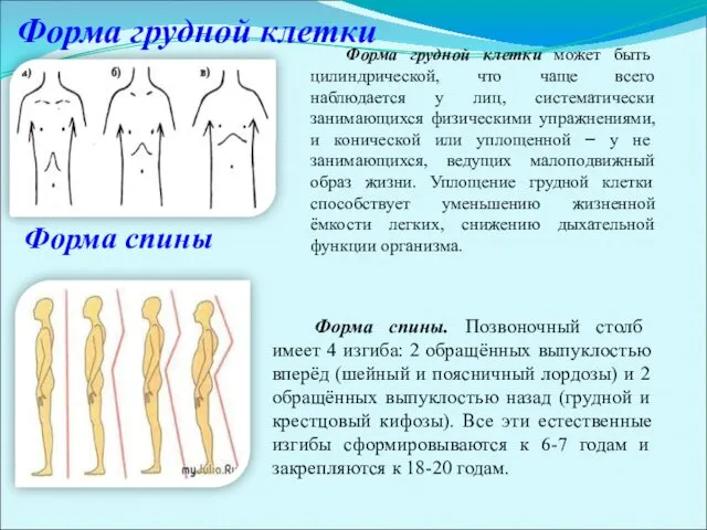 Форма грудной клетки Форма грудной клетки может быть цилиндрической, что чаще