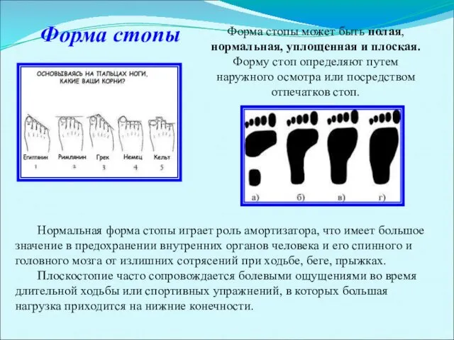 Форма стопы Форма стопы может быть полая, нормальная, уплощенная и плоская.