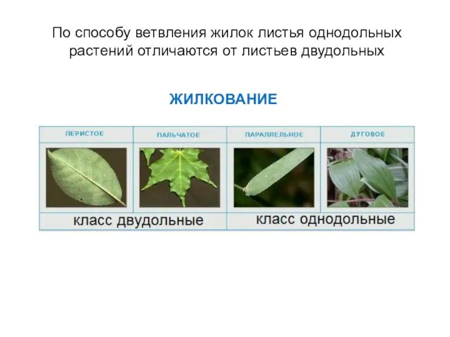 По способу ветвления жилок листья однодольных растений отличаются от листьев двудольных ЖИЛКОВАНИЕ