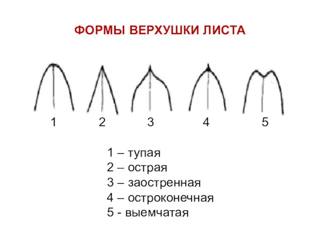 ФОРМЫ ВЕРХУШКИ ЛИСТА 1 – тупая 2 – острая 3 –