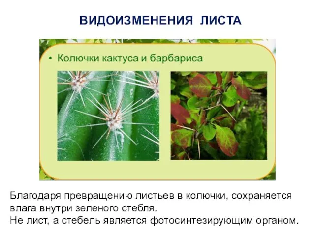 ВИДОИЗМЕНЕНИЯ ЛИСТА Благодаря превращению листьев в колючки, сохраняется влага внутри зеленого