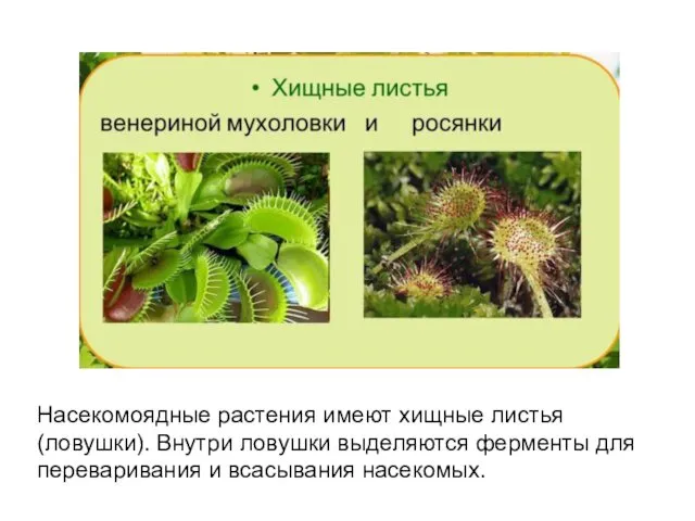Насекомоядные растения имеют хищные листья (ловушки). Внутри ловушки выделяются ферменты для переваривания и всасывания насекомых.