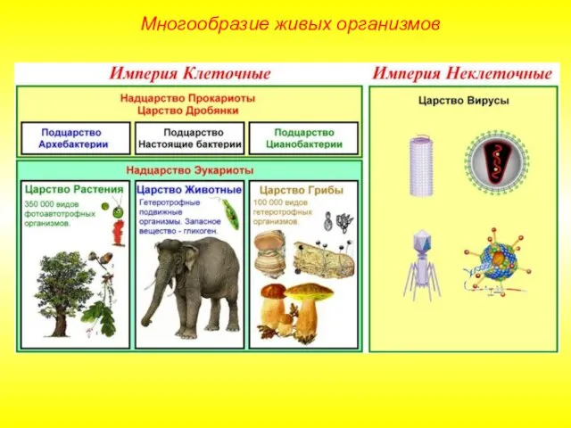 Многообразие живых организмов