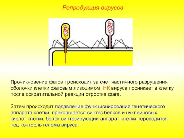 Проникновение фагов происходит за счет частичного разрушения оболочки клетки фаговым лизоцимом.