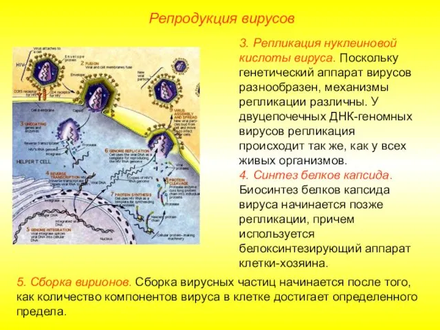 Репродукция вирусов 5. Сборка вирионов. Сборка вирусных частиц начинается после того,