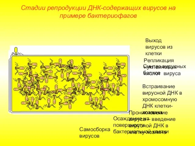 Осаждение на поверхности бактериальной клетки Проникновение вируса – введение вирусной ДНК