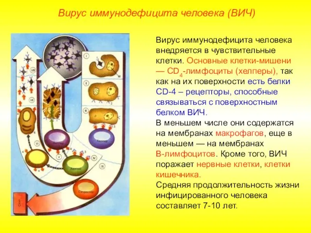 Вирус иммунодефицита человека (ВИЧ) Вирус иммунодефицита человека внедряется в чувствительные клетки.