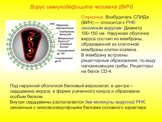 Вирус иммунодефицита человека (ВИЧ) Строение. Возбудитель СПИДа (ВИЧ) — относится к