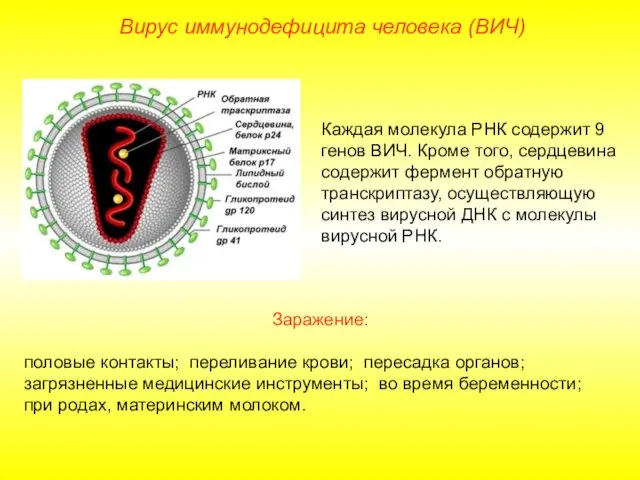Вирус иммунодефицита человека (ВИЧ) Каждая молекула РНК содержит 9 генов ВИЧ.