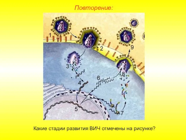 Повторение: Какие стадии развития ВИЧ отмечены на рисунке?