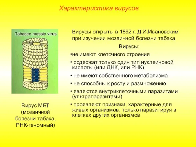 Вирусы открыты в 1892 г. Д.И.Ивановским при изучении мозаичной болезни табака