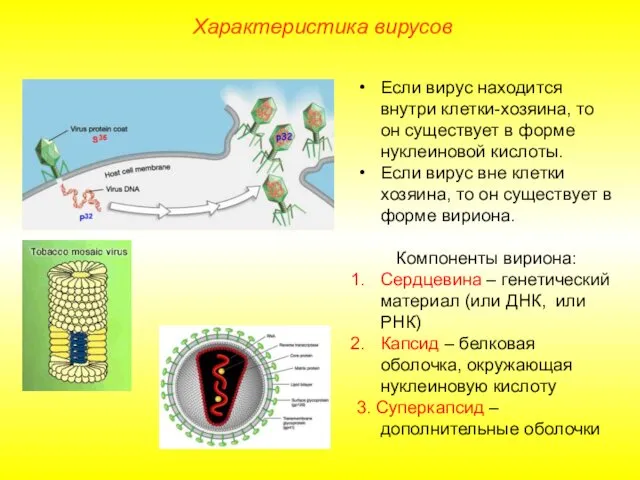 Если вирус находится внутри клетки-хозяина, то он существует в форме нуклеиновой