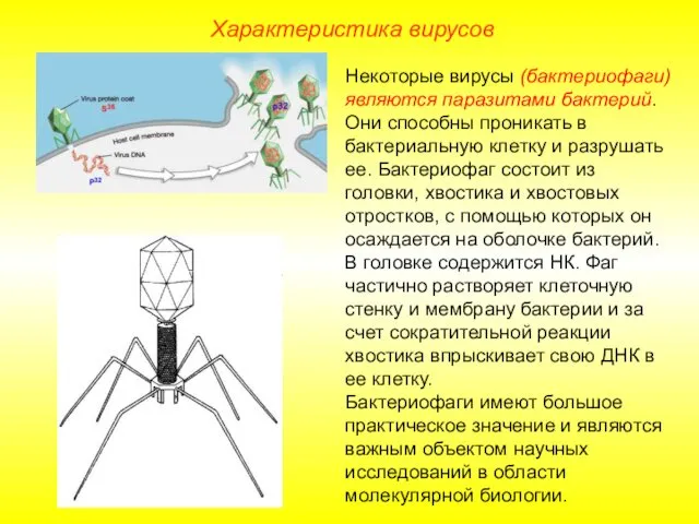 Некоторые вирусы (бактериофаги) являются паразитами бактерий. Они способны проникать в бактериальную