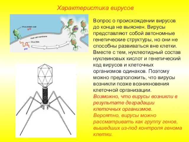 Характеристика вирусов Вопрос о происхождении вирусов до конца не выяснен. Вирусы