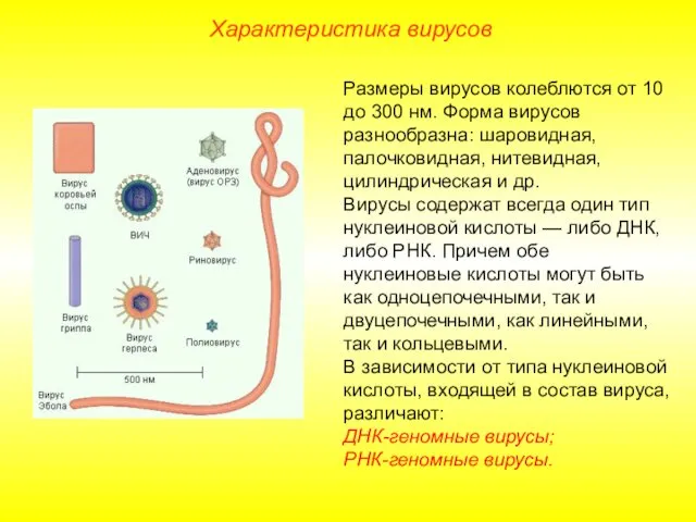 Размеры вирусов колеблются от 10 до 300 нм. Форма вирусов разнообразна: