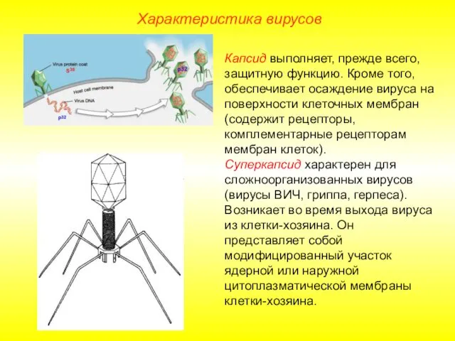 Капсид выполняет, прежде всего, защитную функцию. Кроме того, обеспечивает осаждение вируса