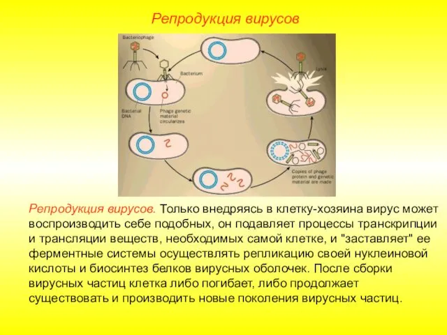 Репродукция вирусов. Только внедряясь в клетку-хозяина вирус может воспроизводить себе подобных,