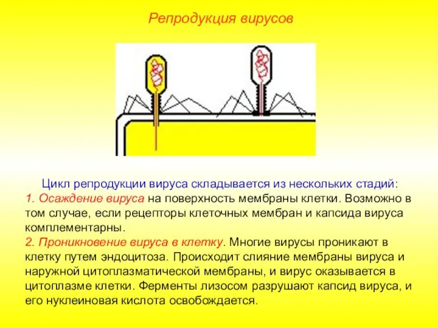 Цикл репродукции вируса складывается из нескольких стадий: 1. Осаждение вируса на