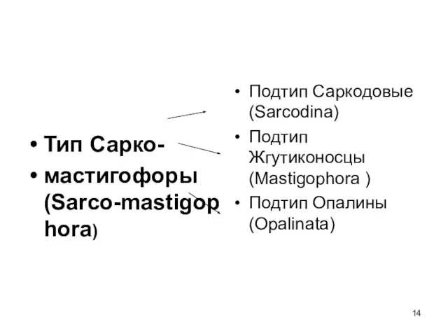 Тип Сарко- мастигофоры (Sarco-mastigophora) Подтип Саркодовые (Sarcodina) Подтип Жгутиконосцы (Mastigophora ) Подтип Опалины (Opalinata)