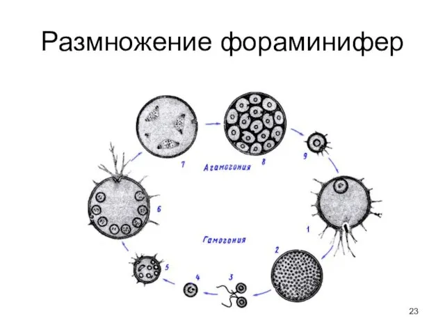 Размножение фораминифер