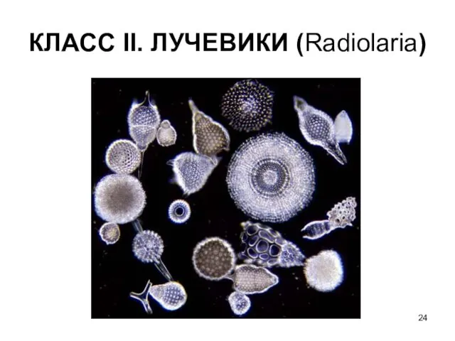 КЛАСС II. ЛУЧЕВИКИ (Radiolaria)