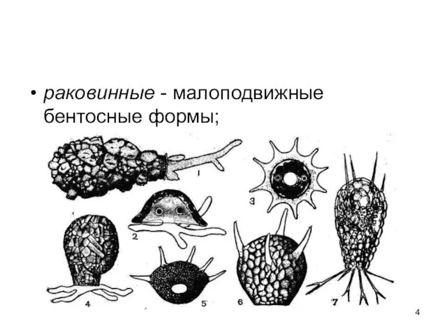 раковинные - малоподвижные бентосные формы;