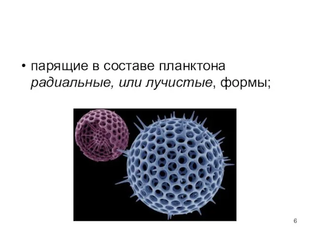 парящие в составе планктона радиальные, или лучистые, формы;