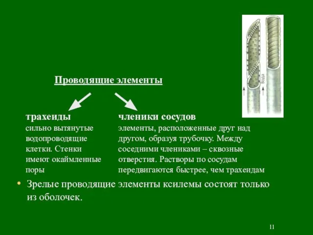 Проводящие элементы Зрелые проводящие элементы ксилемы состоят только из оболочек. трахеиды