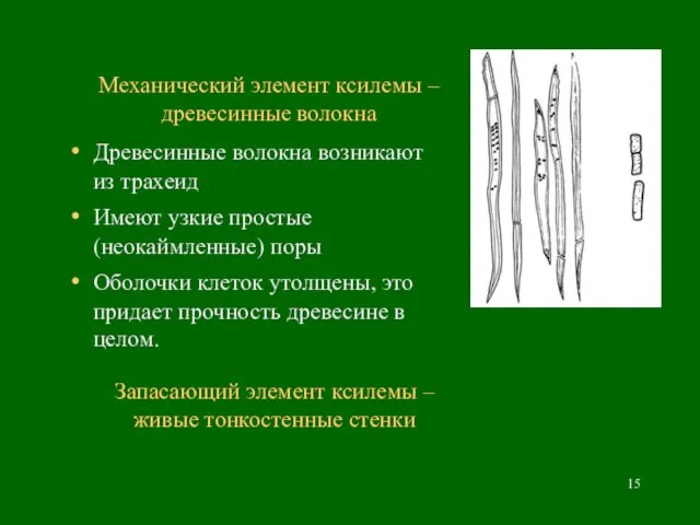 Механический элемент ксилемы – древесинные волокна Древесинные волокна возникают из трахеид