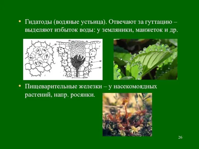 Гидатоды (водяные устьица). Отвечают за гуттацию – выделяют избыток воды: у