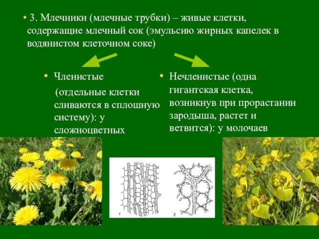 3. Млечники (млечные трубки) – живые клетки, содержащие млечный сок (эмульсию