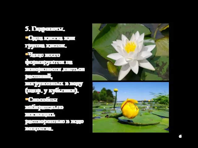 5. Гидропоты. Одна клетка или группа клеток. Чаще всего формируются на