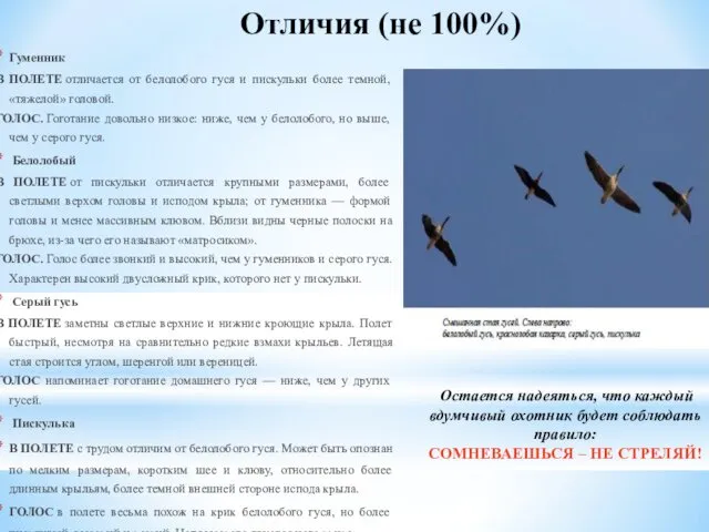 Отличия (не 100%) Гуменник В ПОЛЕТЕ отличается от белолобого гуся и