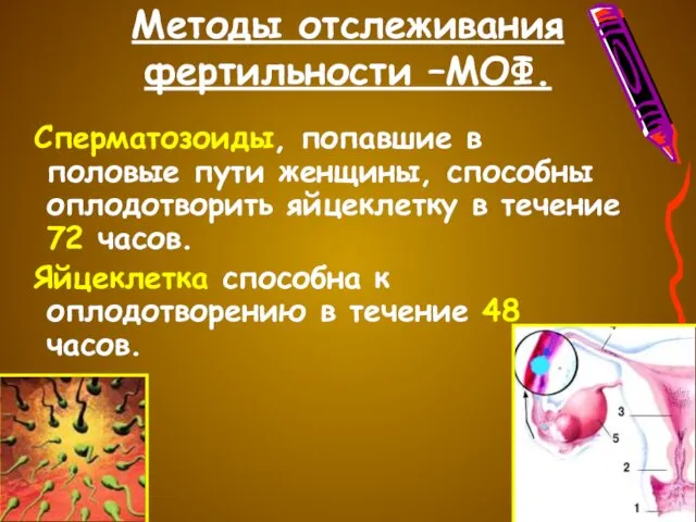 Методы отслеживания фертильности –МОФ. Сперматозоиды, попавшие в половые пути женщины, способны