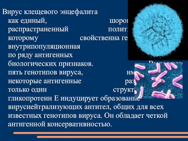 Вирус клещевого энцефалита рассматривается как единый, шороко распрастраненный политипический вид, которому