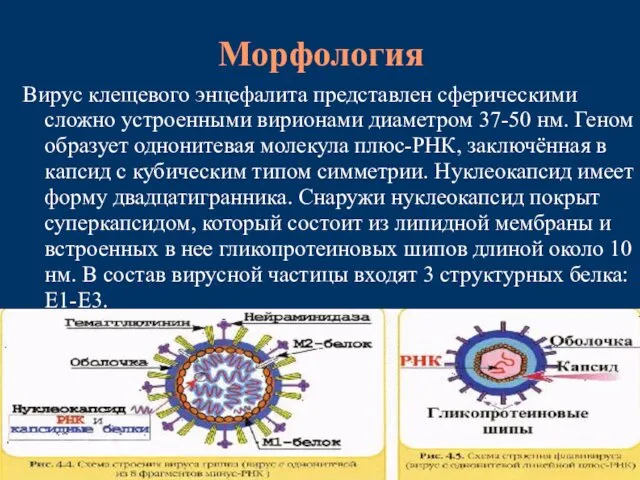 Морфология Вирус клещевого энцефалита представлен сферическими сложно устроенными вирионами диаметром 37-50