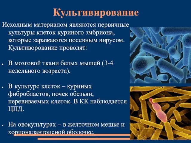 Культивирование Исходным материалом являются первичные культуры клеток куриного эмбриона, которые заражаются