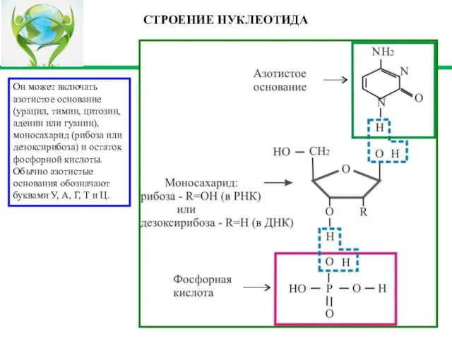 СТРОЕНИЕ НУКЛЕОТИДА Он может включать азотистое основание (урацил, тимин, цитозин, аденин