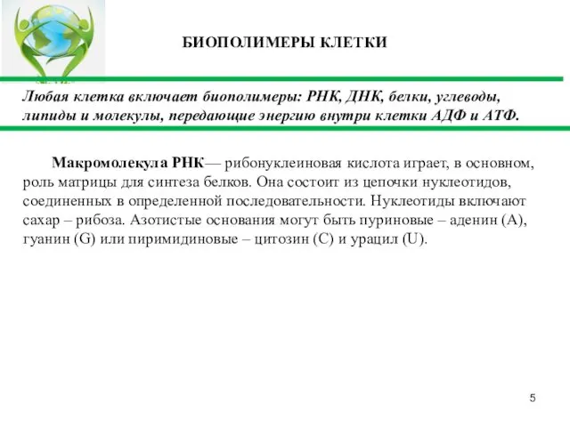 Любая клетка включает биополимеры: РНК, ДНК, белки, углеводы, липиды и молекулы,