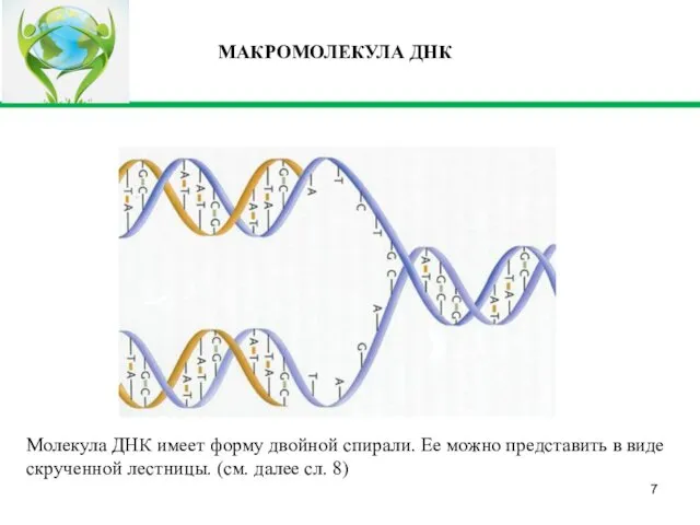 МАКРОМОЛЕКУЛА ДНК Молекула ДНК имеет форму двойной спирали. Ее можно представить