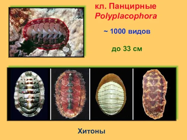 Хитоны ~ 1000 видов до 33 см кл. Панцирные Polyplacophora